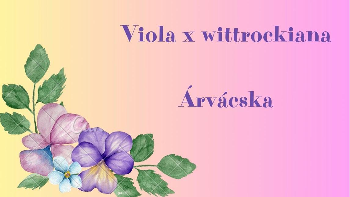 Árvácska