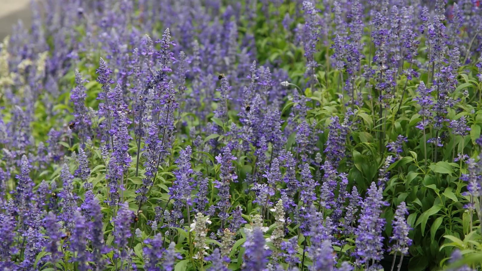 Salvia farinacea