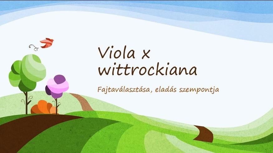 Viola x wittrockiana