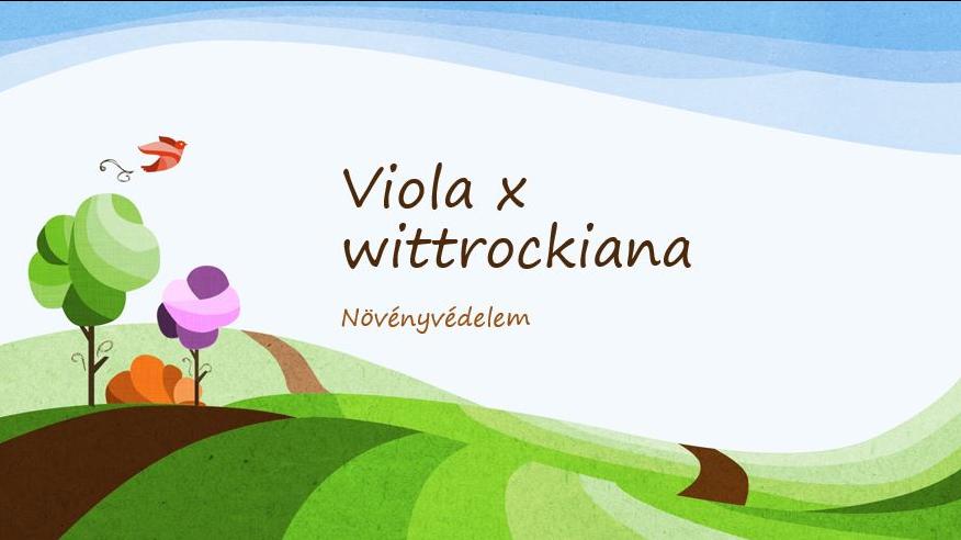 Viola x wittrockiana - növényvédelem